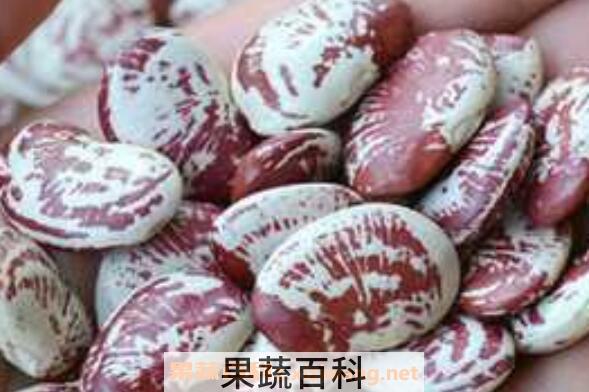 熊猫豆的功效与作用 熊猫豆的营养价值