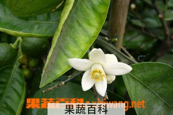果蔬百科代代花枳