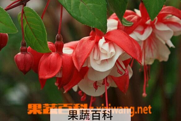 果蔬百科倒挂金钟