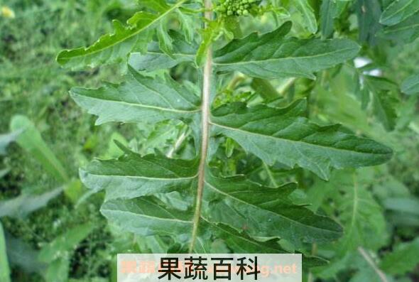 野莴苣的功效与作用