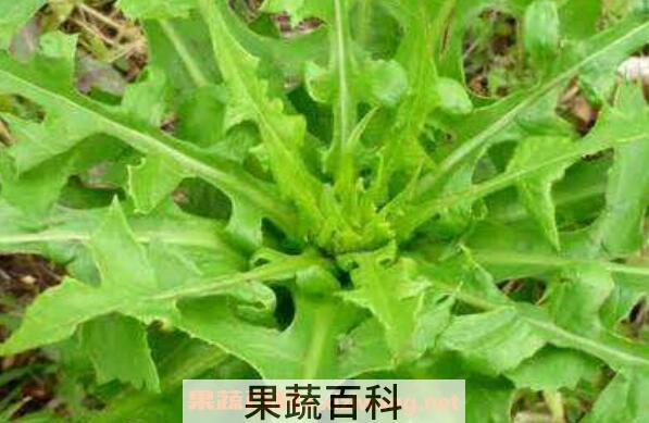 野莴苣的功效与作用