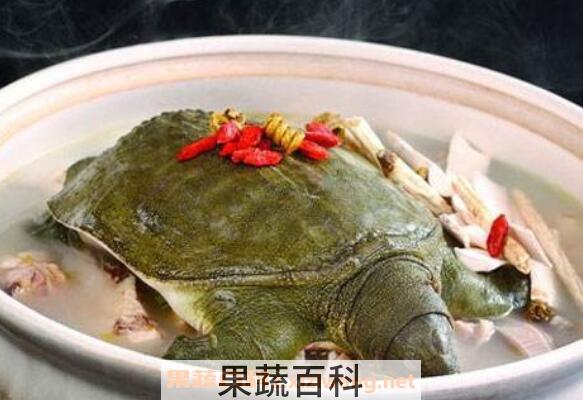 水鱼（甲鱼）的功效与作用
