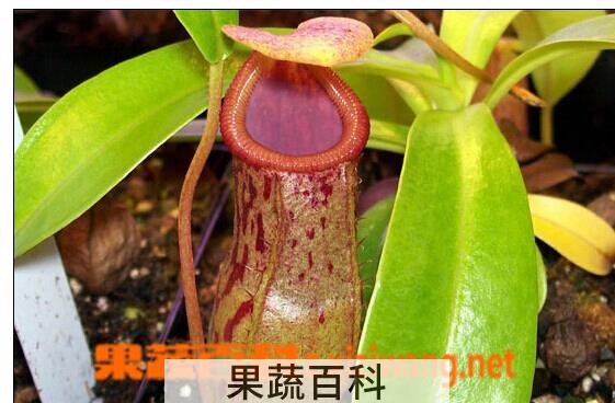 果蔬百科猪笼草