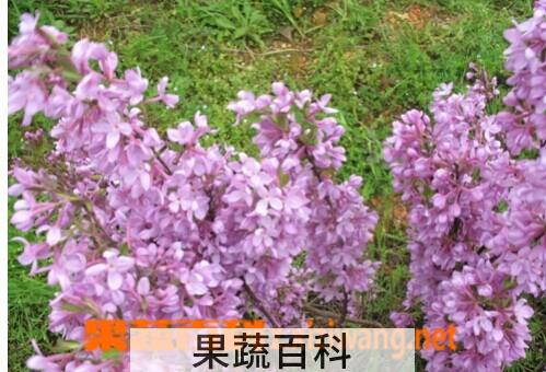 果蔬百科芫花