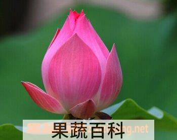 果蔬百科荷花