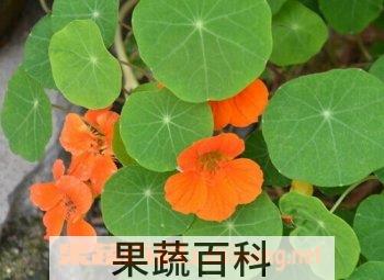 果蔬百科旱金莲
