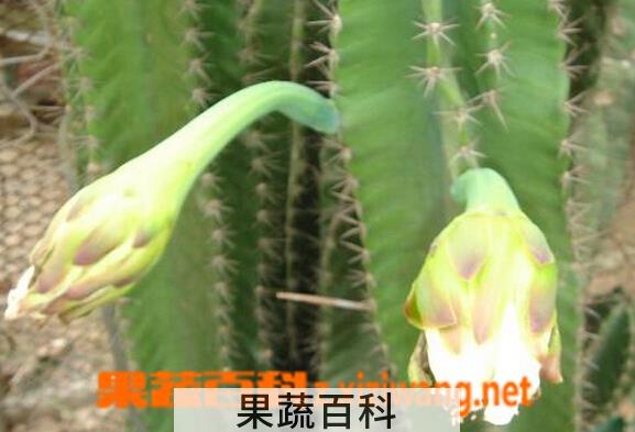 果蔬百科大轮柱