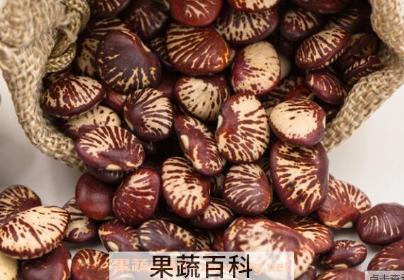 补肾豆的功效与作用