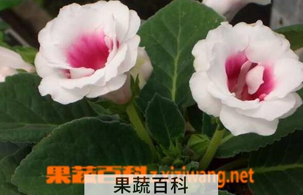果蔬百科大岩桐