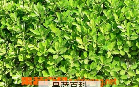 大叶黄杨的功效与作用及禁忌 大叶黄杨的功效与作用图片