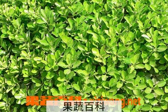 果蔬百科大叶黄杨