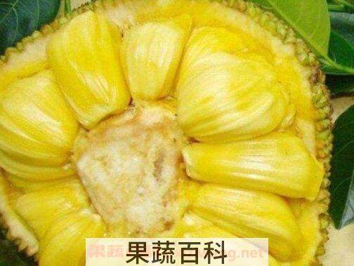 菠萝蜜的营养价值 吃菠萝蜜有什么禁忌