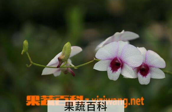 果蔬百科大瘤瓣兰