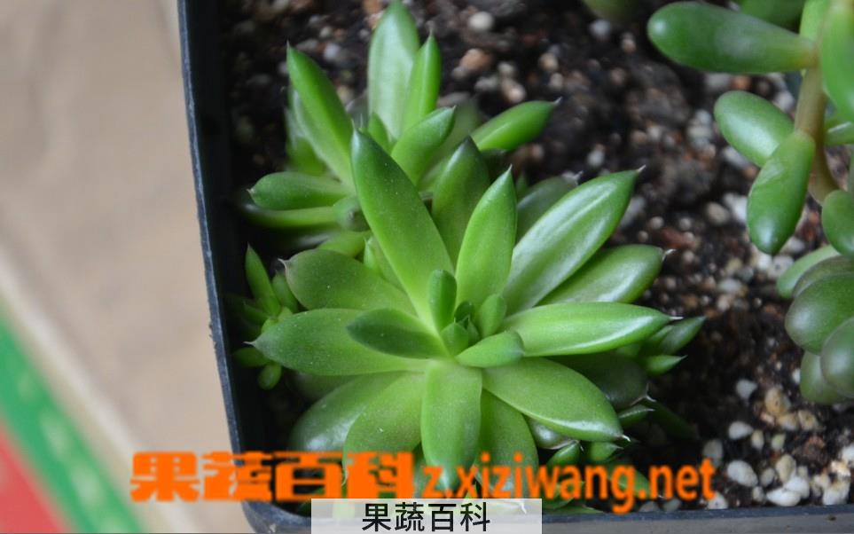 果蔬百科瓦松