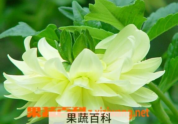 果蔬百科大丽菊