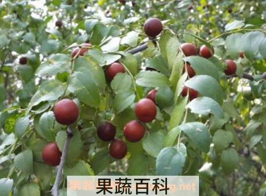 野生山枣泡酒的功效