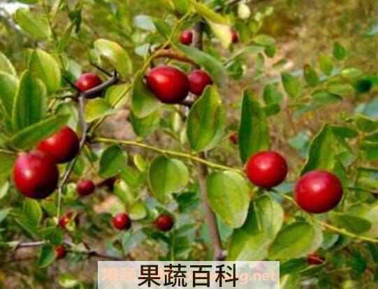 野生山枣泡酒的功效