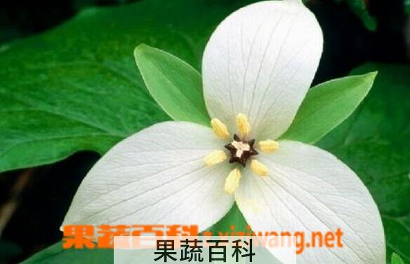 果蔬百科大花延龄草