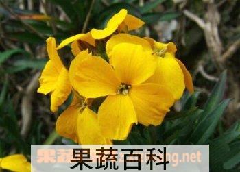 果蔬百科桂竹香