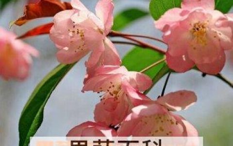 海棠花的功效与作用图片 海棠花的功效与作用及食用方法