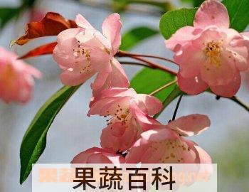 果蔬百科海棠花