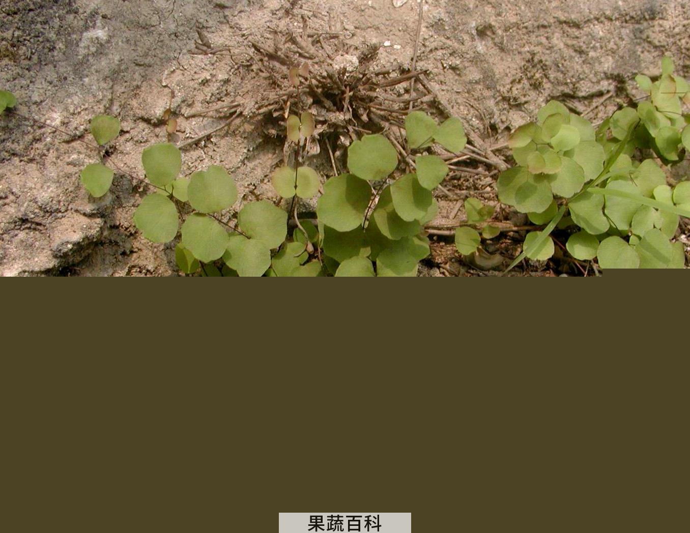 果蔬百科团羽铁线蕨的功效与作用