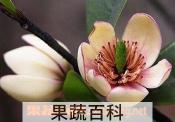 果蔬百科含笑