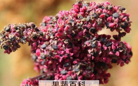 藜麦的功效与作用 吃藜麦的好处有哪些