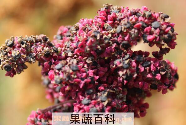 藜麦的功效与作用