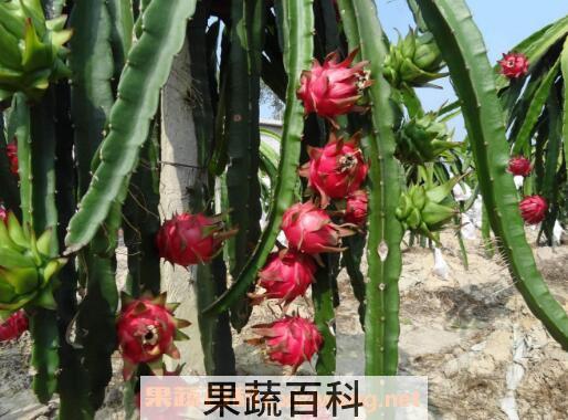 火龙果可以空腹吃吗 空腹吃火龙果的危害