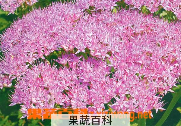 果蔬百科华丽景天的功效与作用
