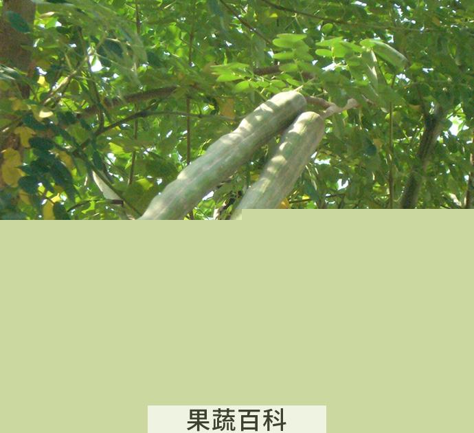果蔬百科辣木的功效与作用