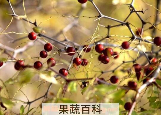 野生山枣的功效与作用