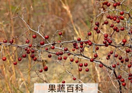 野生山枣的功效与作用