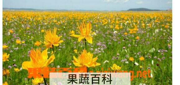 果蔬百科金莲花