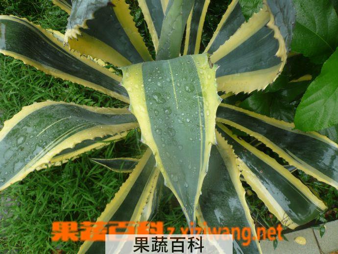 果蔬百科金边龙舌兰的功效与作用