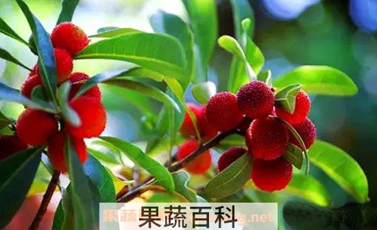 杨梅营养