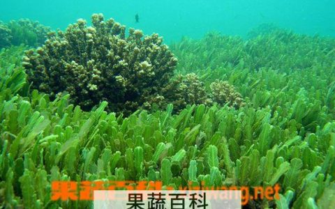 海藻的功效与作用与主治与用量 海藻的功效与作用图片