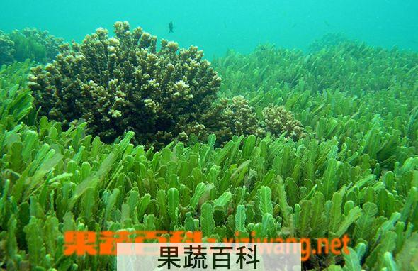 果蔬百科海藻的功效与作用