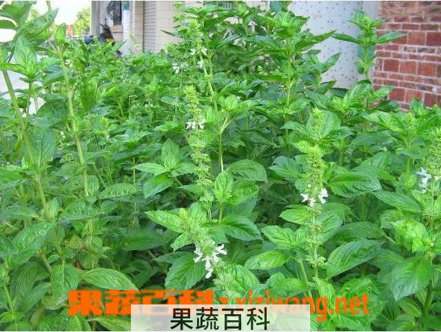 果蔬百科九层塔的功效与作用