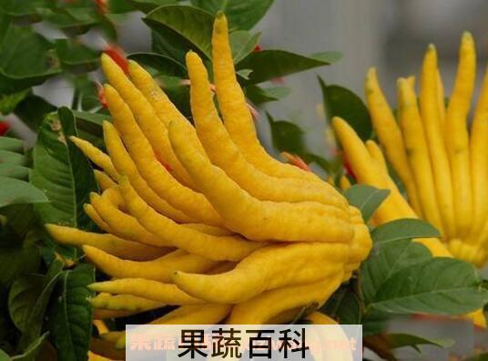 佛手柑怎么吃 佛手柑的食用方法