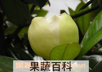 果蔬百科广玉兰