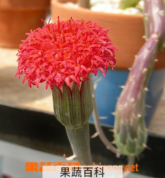 果蔬百科泥鳅掌