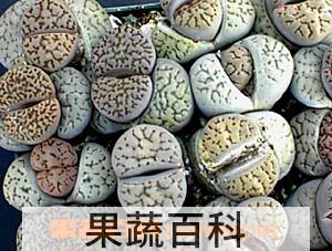 果蔬百科生石花