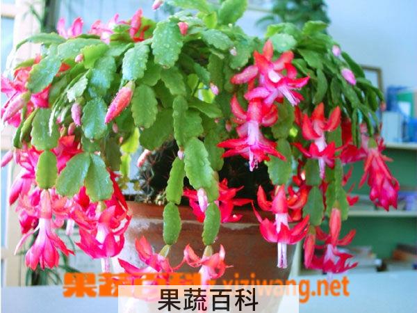 果蔬百科蟹爪兰的养殖方法和注意事项