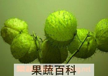 果蔬百科气球花