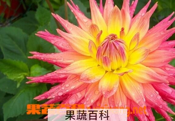 果蔬百科大理花