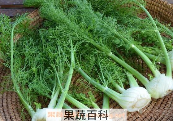 水茴香的作用与功效 水茴香怎么吃