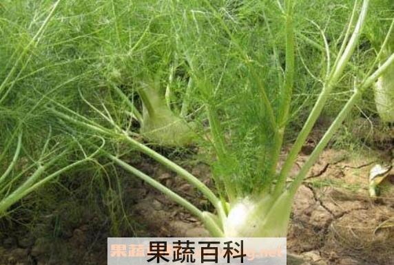 水茴香的作用与功效 水茴香怎么吃