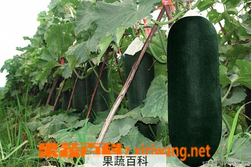 果蔬百科冬瓜